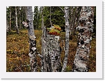 northern taiga_5829 * 800 x 590 * (137KB)